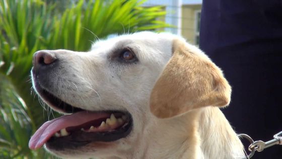 Cassidy : le labrador qui vaut des millions