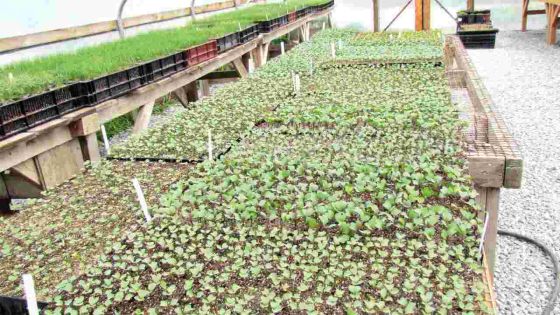 IFAD to help Mauritius boost seed sector