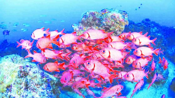 Sundivers Mauritius: À la conquête du grand bleu