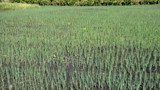 Budget 2016/2017: l’agriculture moderne au coeur des consultations public-privé