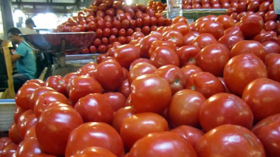 Le prix de la pomme d’amour en chute libre