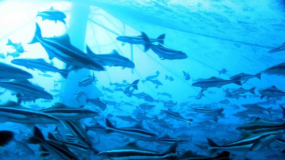 Projet d’aquaculture: finis les barachois gratuits