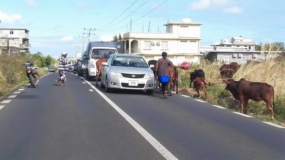 Grand-Baie : des bœufs provoquent un embouteillage