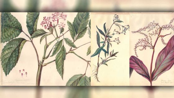 Botanika: A first botanical exhibition in Mauritius