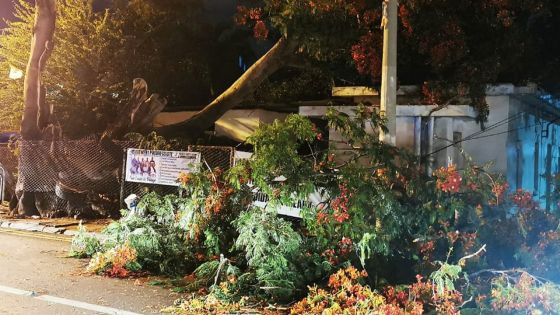 Petite-Rivière : un flamboyant se couche sur la route