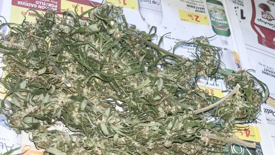 Axe Réunion/Maurice - Zamal : le trafic de l’or vert, un business qui rapporte 