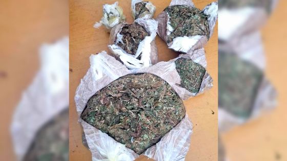Trafic de drogue : le zamal réunionnais conquiert Rodrigues 