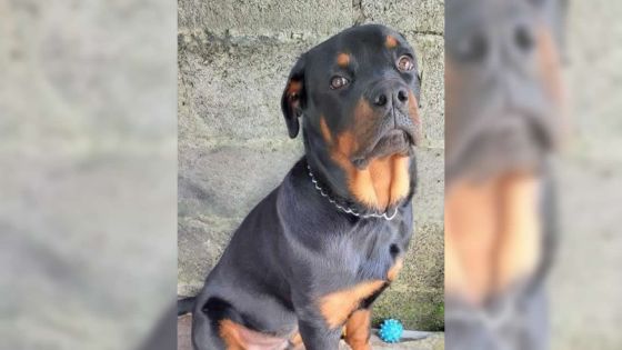 Son Rottweiler avait attaqué une fillette - Anouska : «Rendez-moi mon Zul»