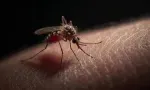 Santé : trois nouveaux cas de chikungunya recensés