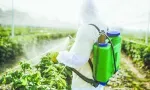 Pesticides : le problème de la « mauvaise ordonnance »