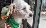 Albion : Lucky, un griffon de 5 ans, porté disparu