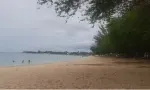 Albion : des chiens errants attaquent un retraité sur la plage publique
