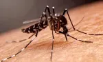 Chikungunya : 49 contaminations en 24 heures, appel à la vigilance du ministre de la Santé