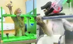 Expérimentation animale : malaise grandissant autour des primates exportés de Maurice