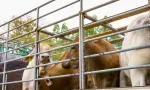 Eid-ul-Adha : la NLTA rappelle les règles encadrant le transport de bétail