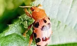 L’invasion du «Hog Plum Beetle» sur les pruniers de Cythère : plus de 700 plaintes enregistrées