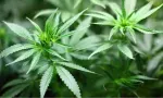 Réforme de la politique du cannabis : la NADC lance une consultation publique