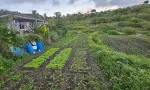 Sécurité alimentaire : le retour à la terre comme réponse à notre dépendance?