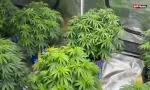[Blog] Proposition pour un cadre de régulation du Cannabis à Maurice