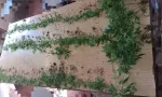 Flacq : Rs 3,4 millions de cannabis saisis à Camp-Marcelin