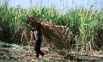 Prévision : Vers une production de 225 000 tonnes de sucre cette année