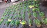 Nord du pays : des plants de cannabis d’une valeur de Rs 15 millions déracinés