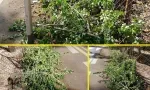 Journée mondiale de l'environnement : une habitante d'Albion dénonce la coupe d'arbustes et le dépôt de déchets verts devant sa résidence