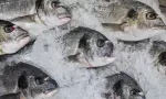 Business du poisson octroyé aux proches du Pouvoir : le contrat le plus convoité