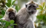Plus de la moitié des macaques saisis à Jin Fei en 2023 sont morts 