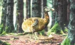 Recherche génétique : le dodo pourrait être «ressuscité» d’ici cinq à sept ans