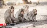 3,319 singes exportés au premier trimestre 2026
