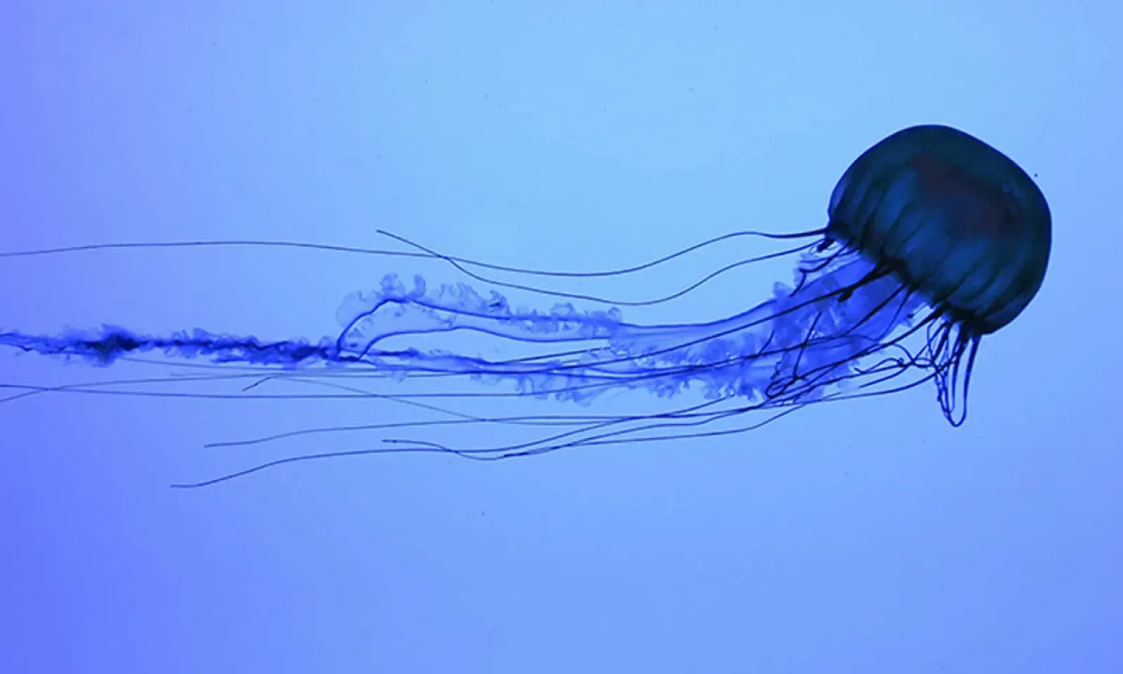 meduses