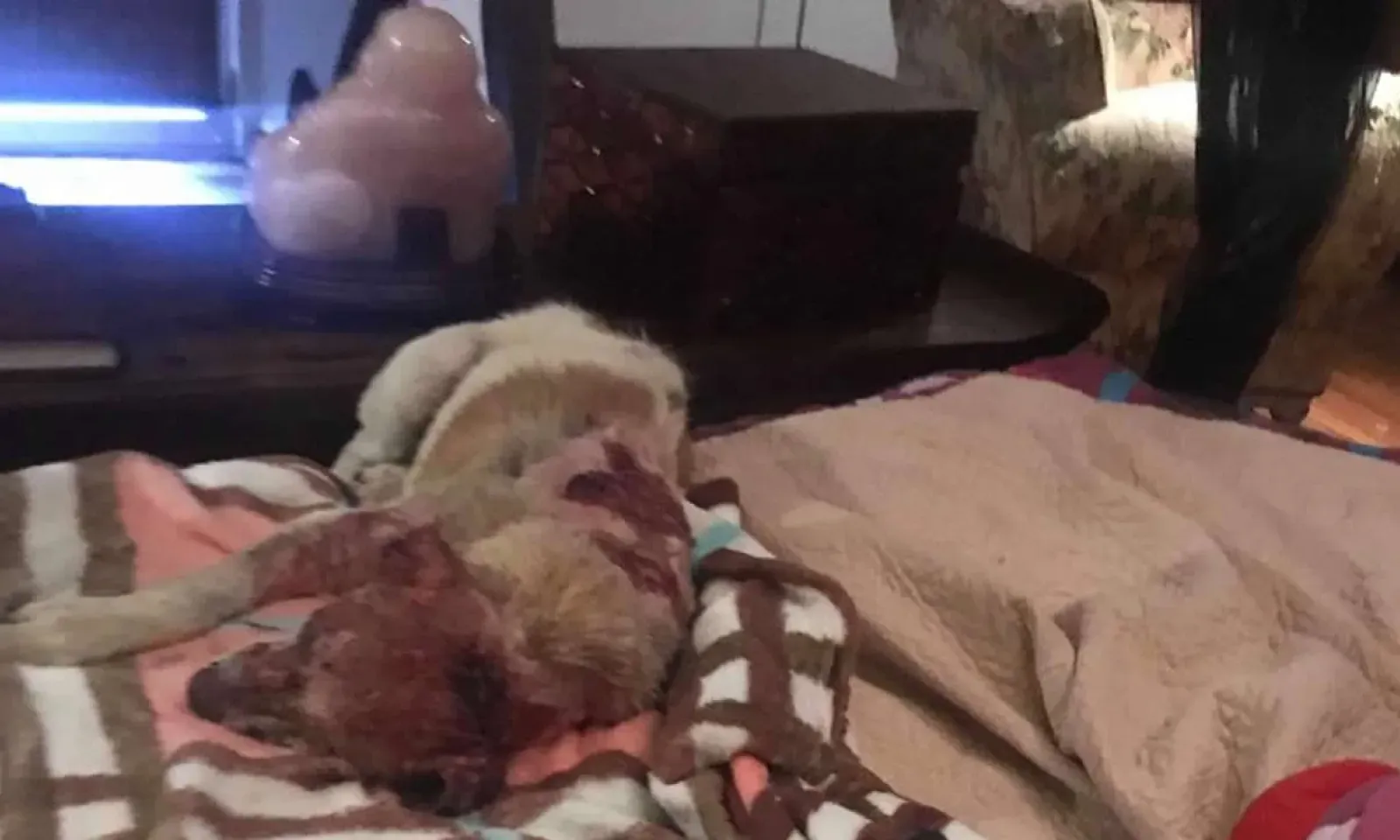 Buzz sur facebook - Dodo, le chien brûlé vif - Noémie Barragan : « Les peines pour maltraitance sont faibles »