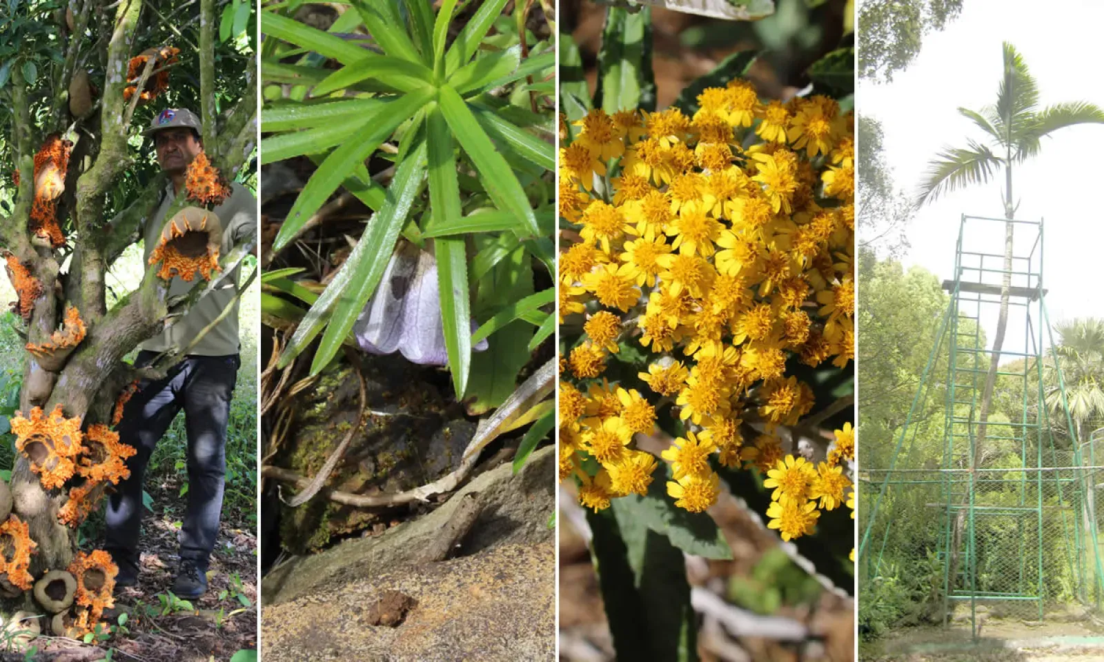 Plantes endémiques : 125 espècessont menacées d’extinction