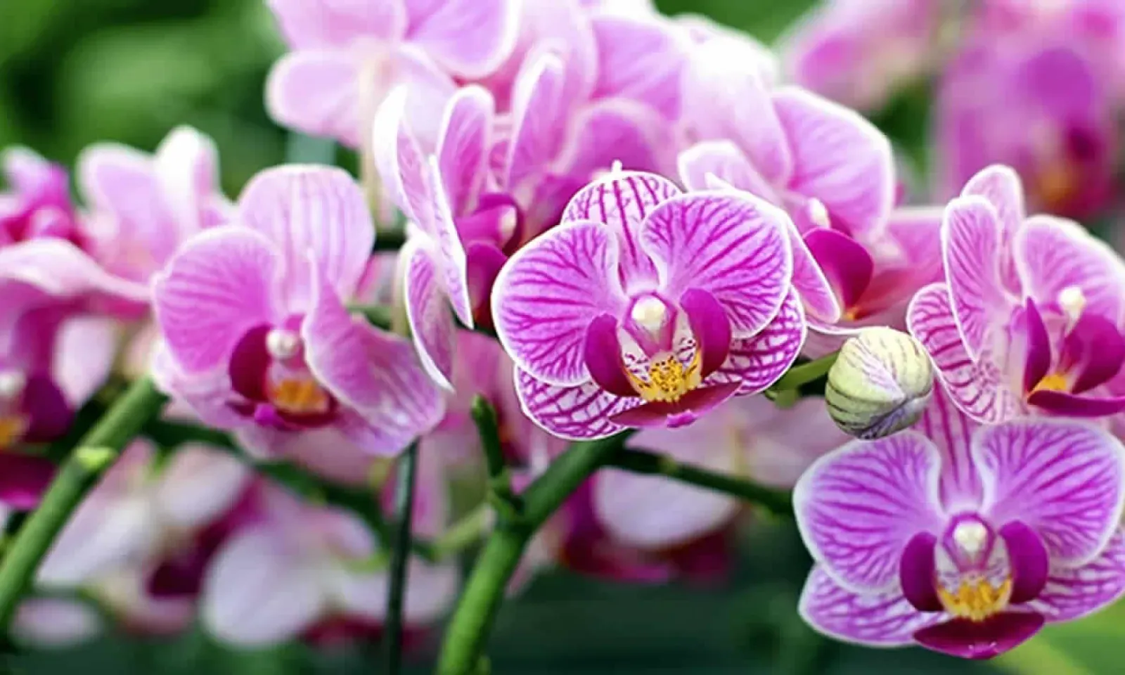 orchid