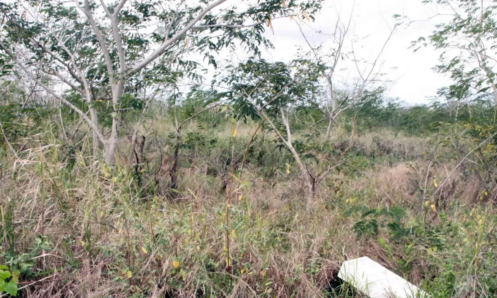 Terres agricoles abandonnées
