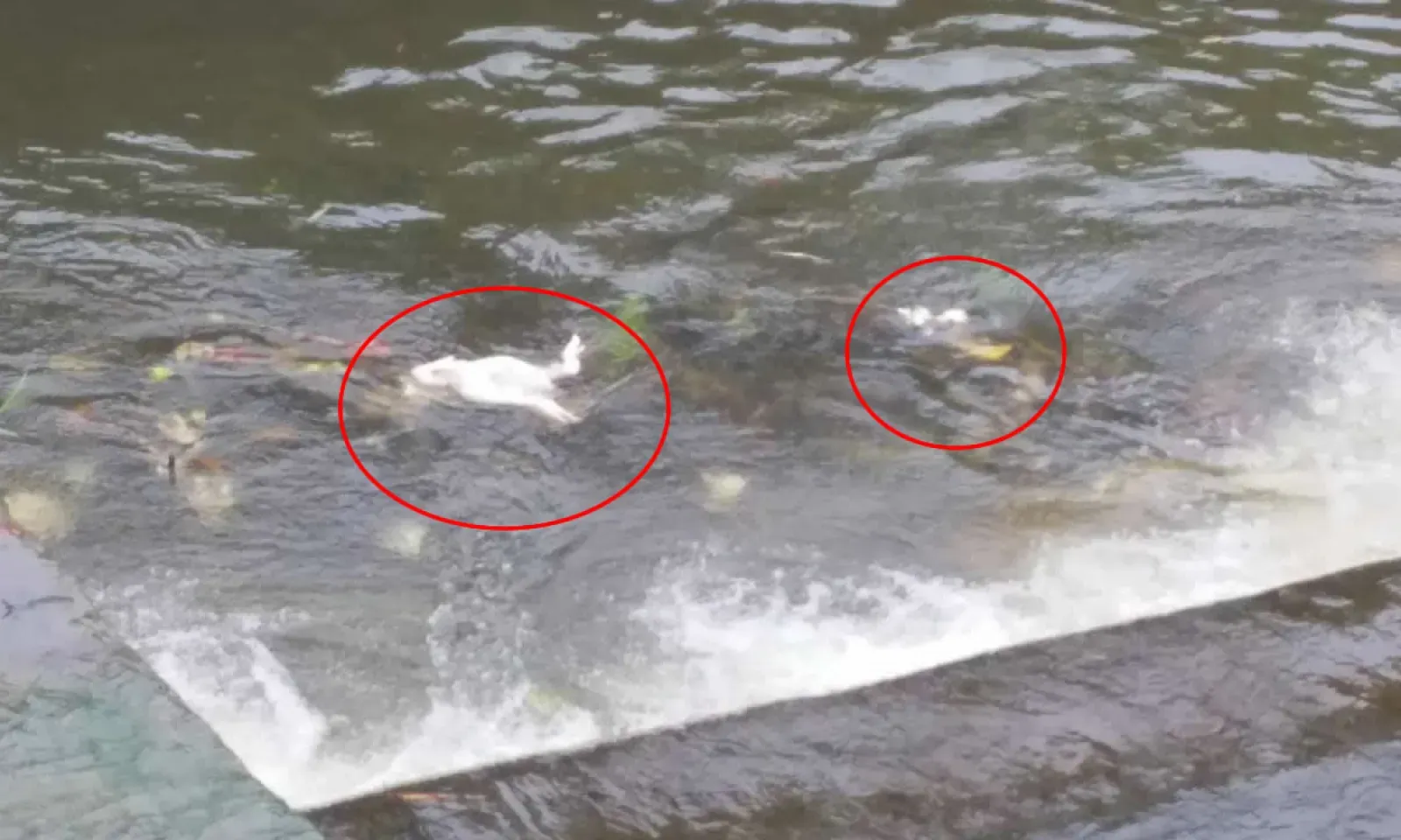 Des carcasses de poulet flottant dans le réservoir de La Nicolière. 