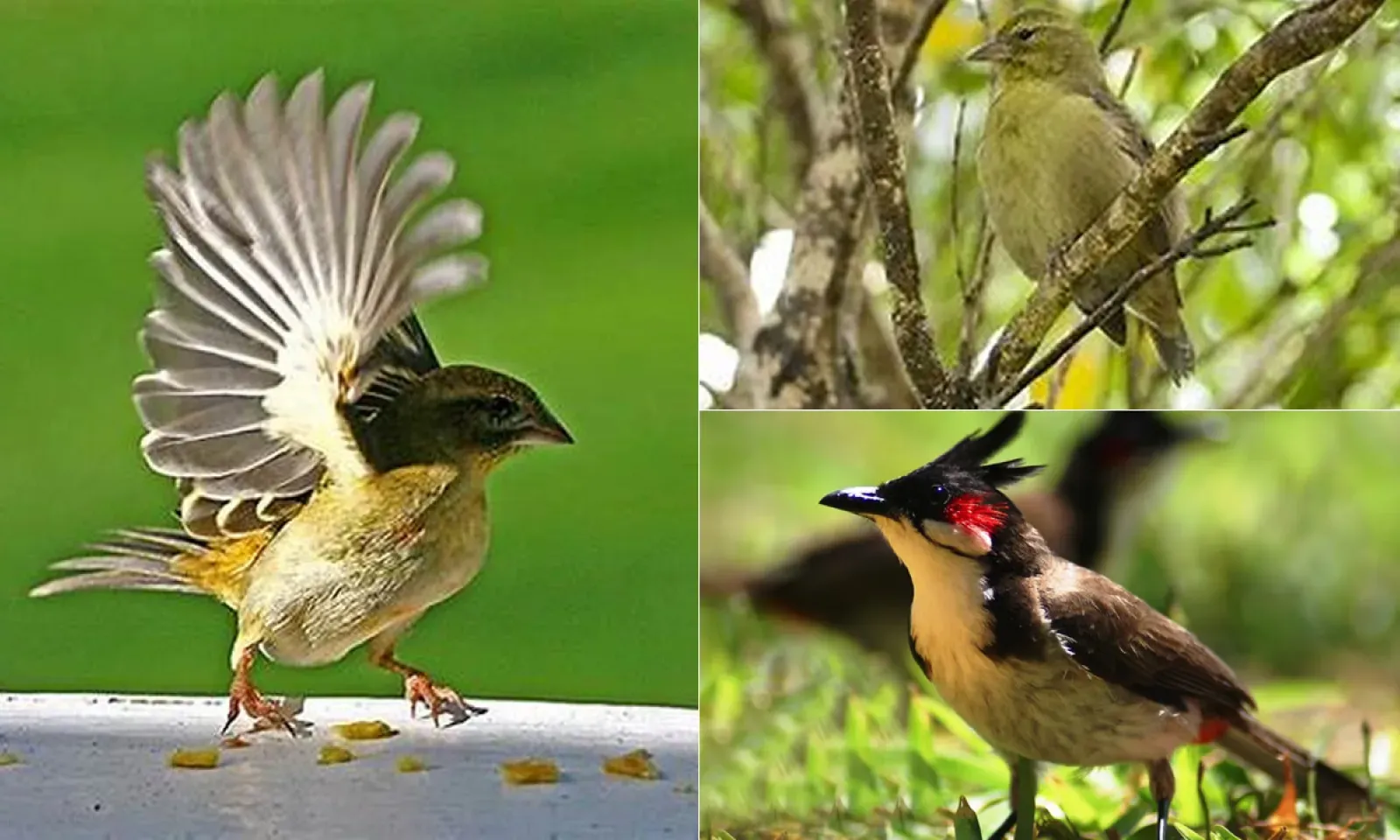 Les oiseaux de Maurice , Rodrigues et des îles environnantes 