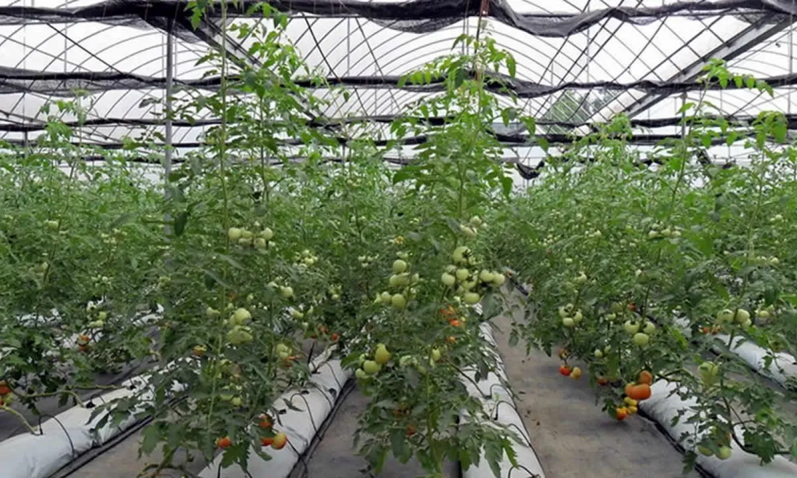 Légumes hydroponiques