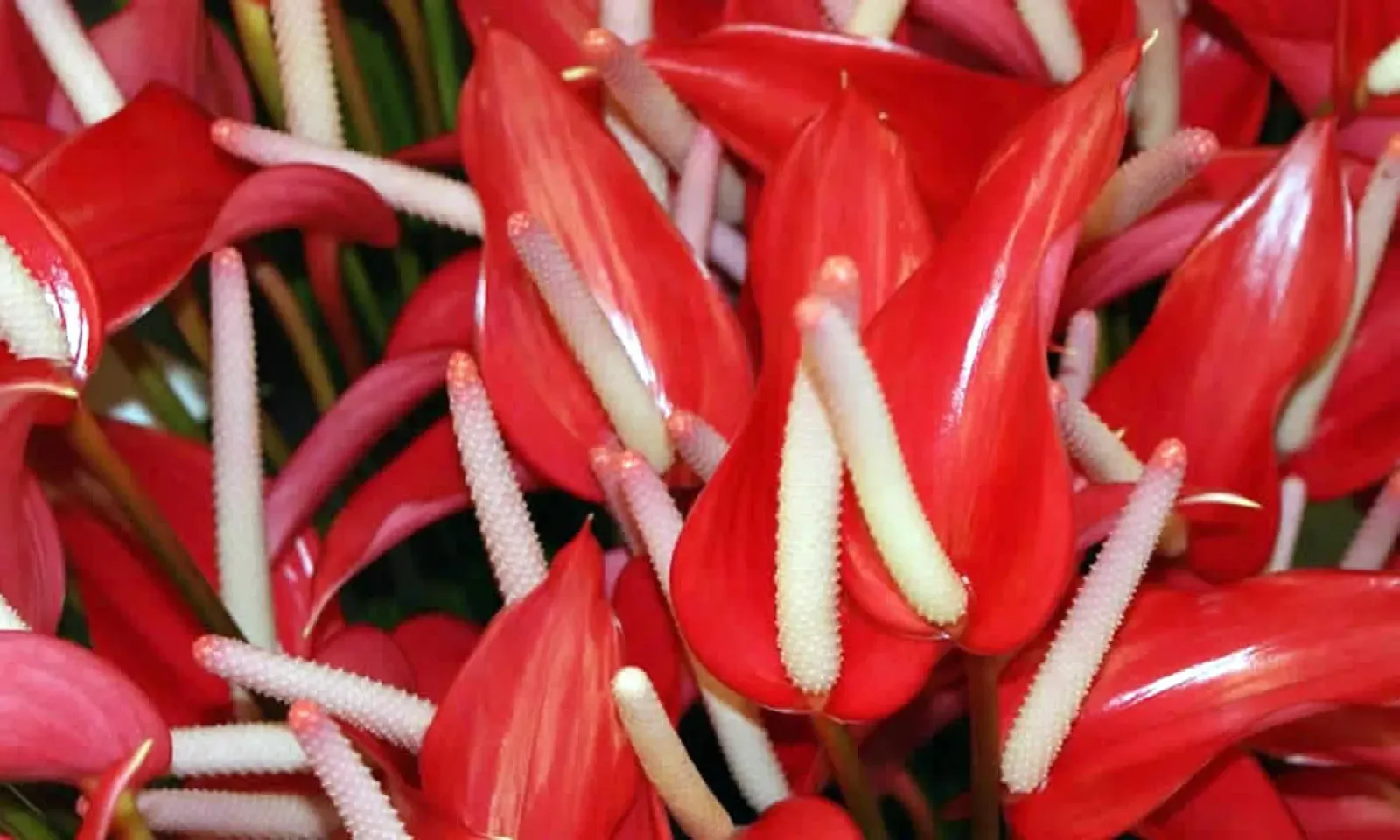 anthuriums