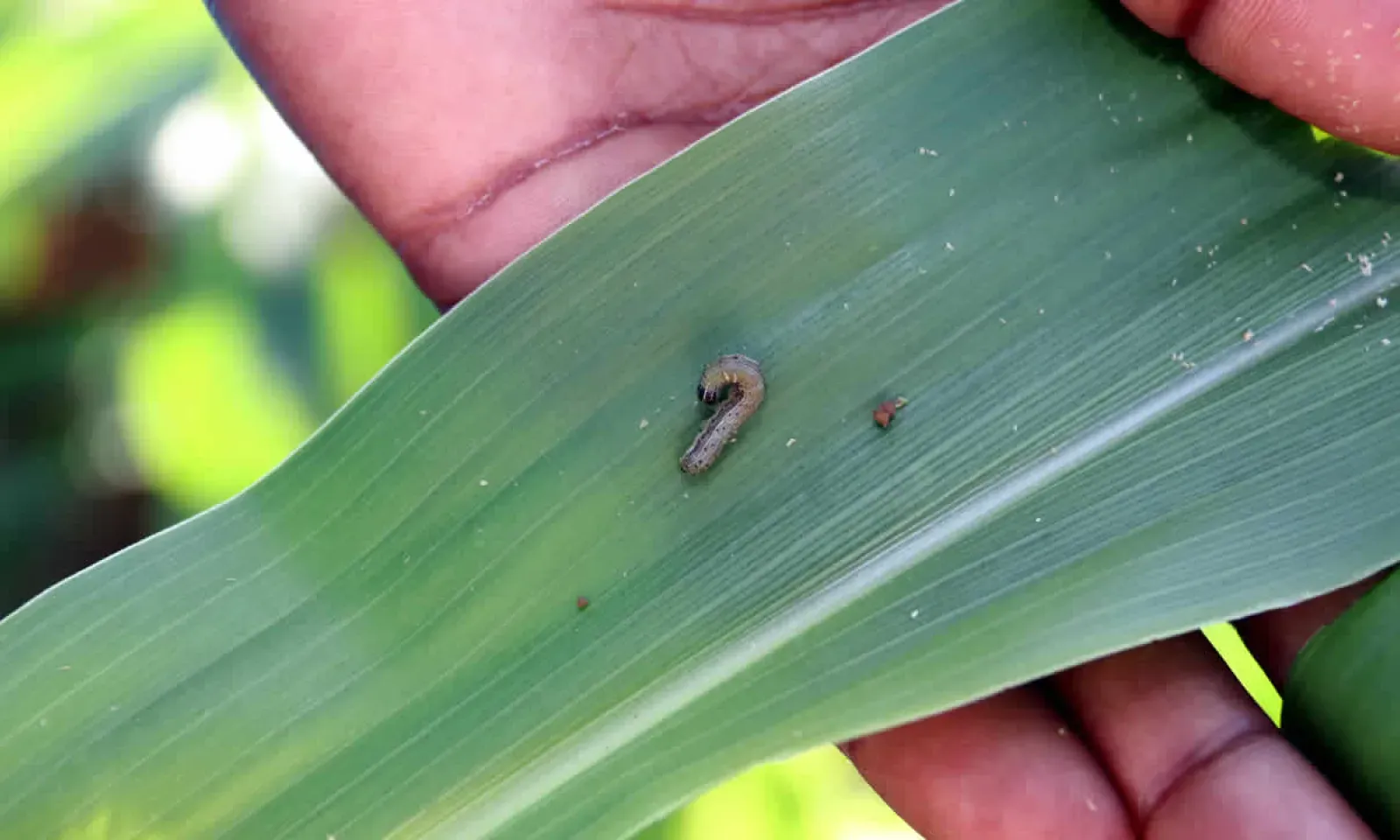 Chenille légionnaire 