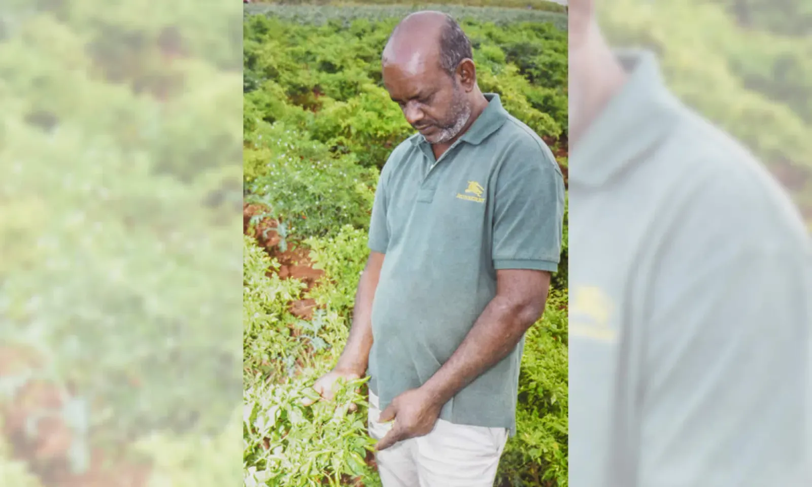 Saïd Bundhoo : producteur de piments