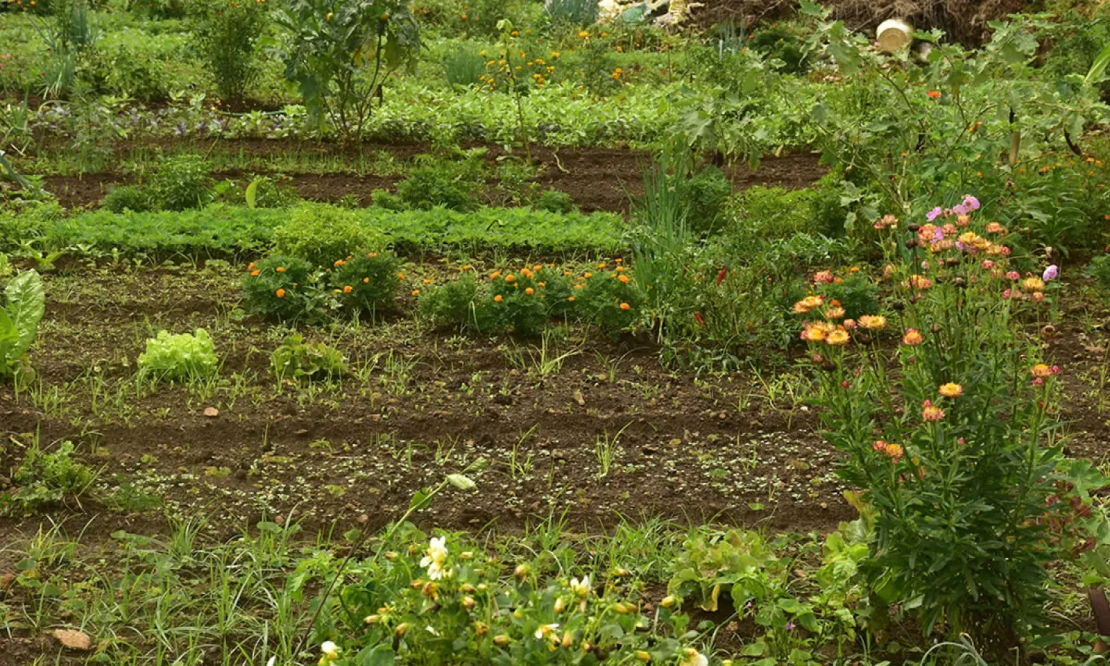 Plantations affectées