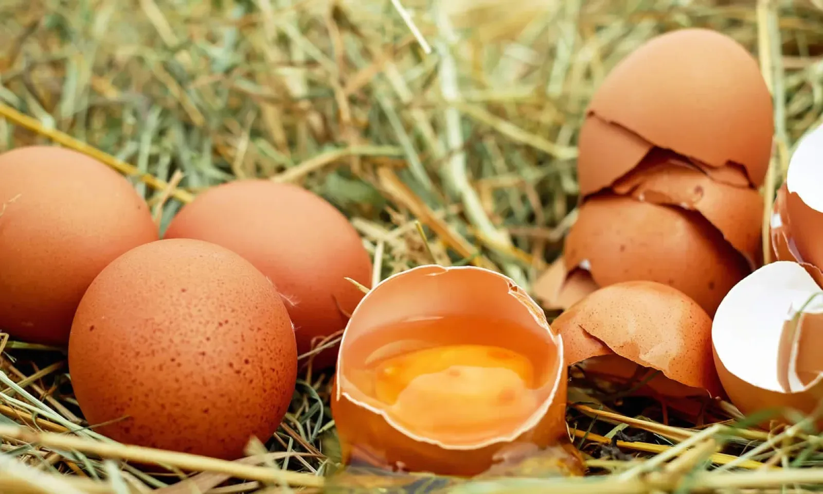 Œufs : les prix plus chers en hiver