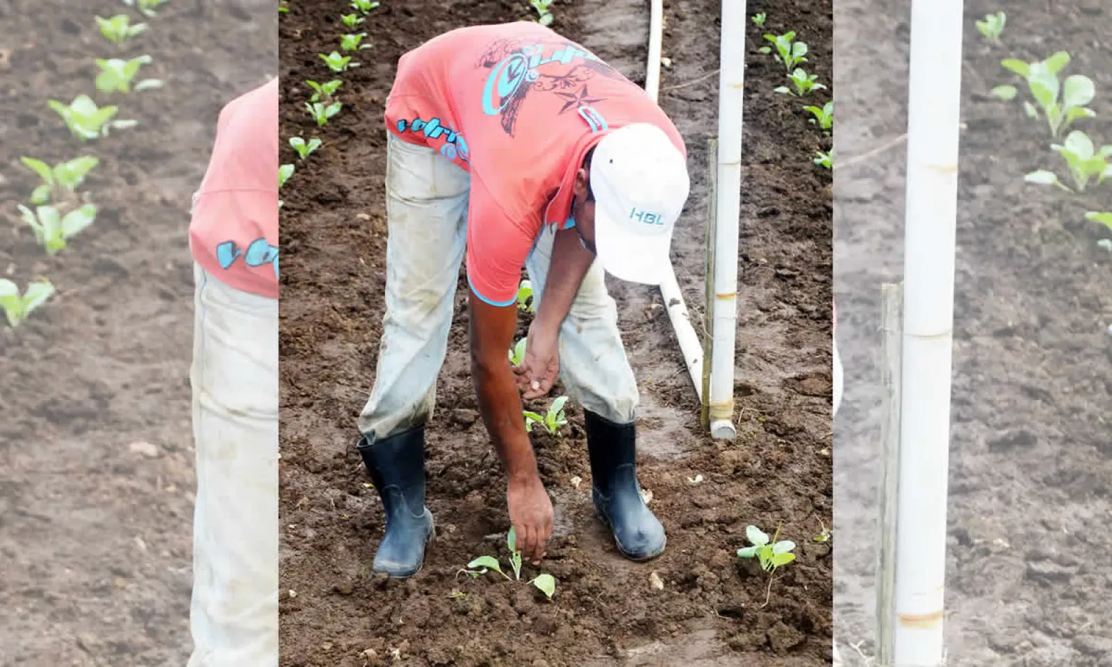 planteurs de légumes et fruits