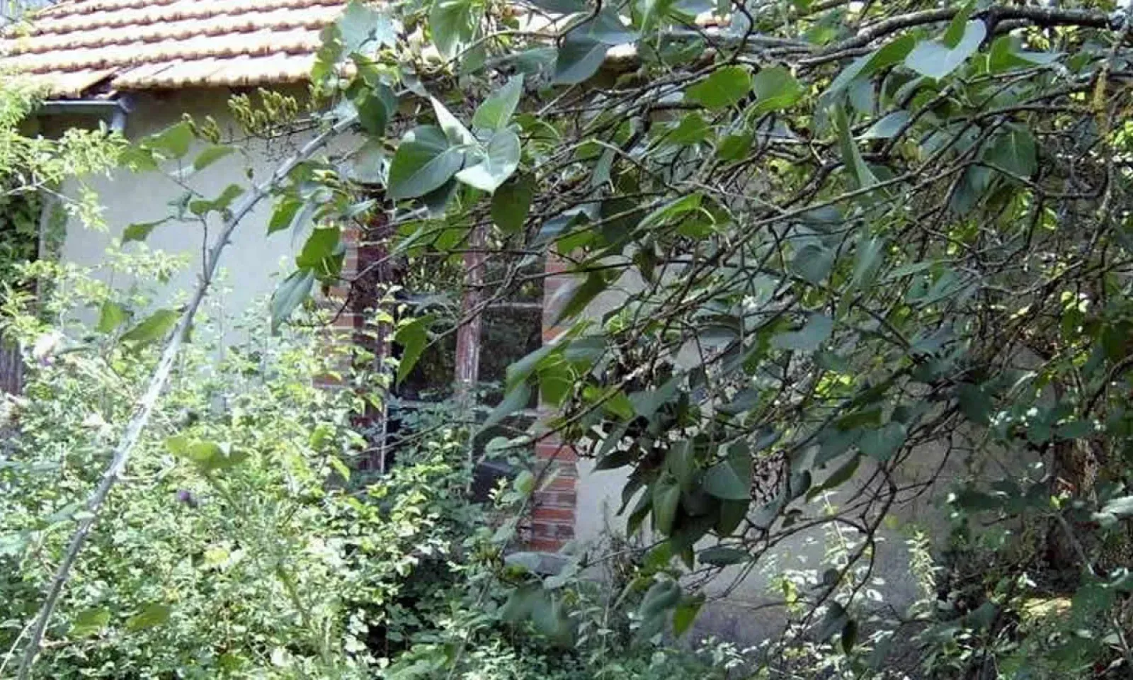 Terrain voisin laissé à l’abandon