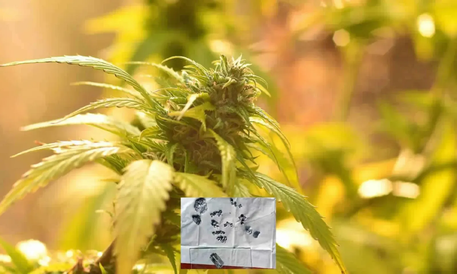 Possession et culture de cannabis  Amitabh Bachchan G.  et Rajesh Khanna L. crèvent l’écran