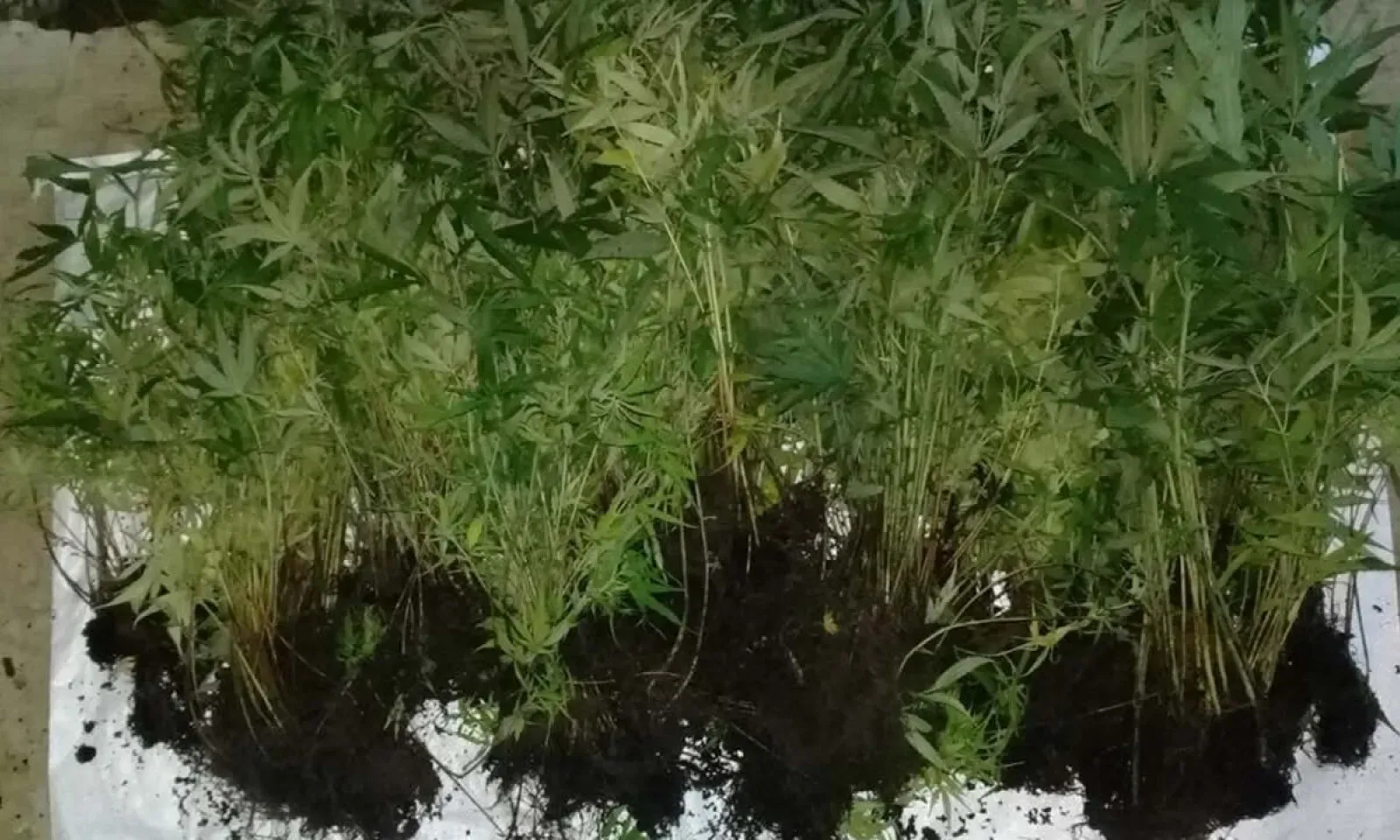 Les plants de gandia saisis par l’Adsu ont été détruits.