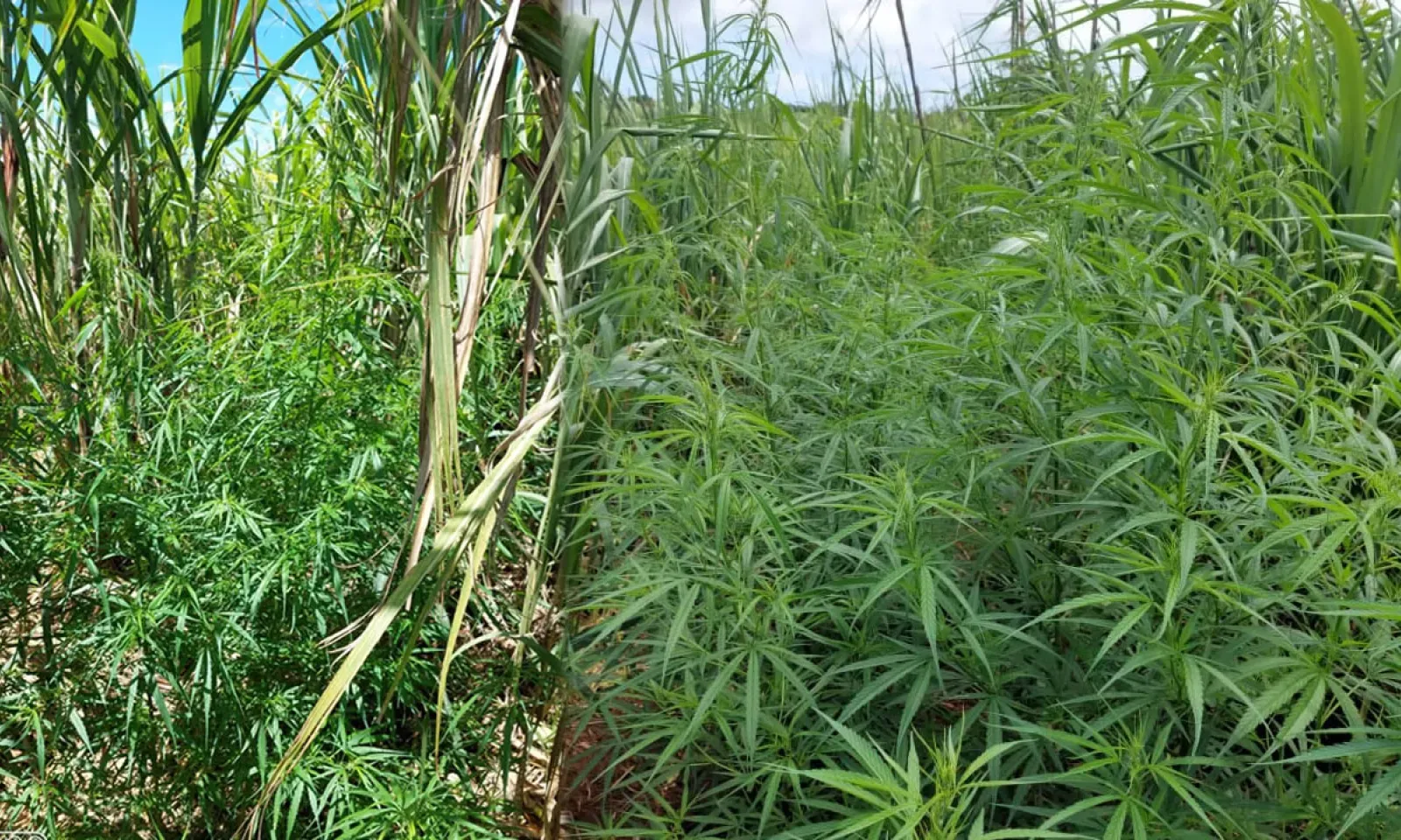 Des plants de cannabis déracinés dans un champ de canne