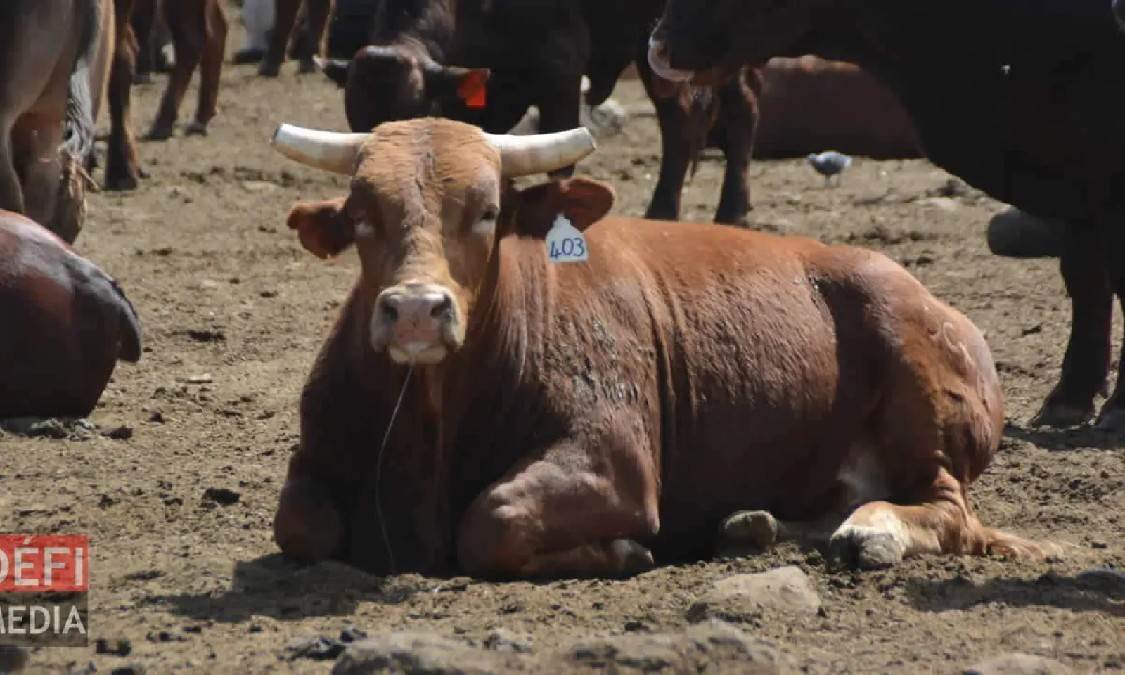 Fièvre aphteuse en Afrique du Sud : Maurice risque une pénurie de viande bovine